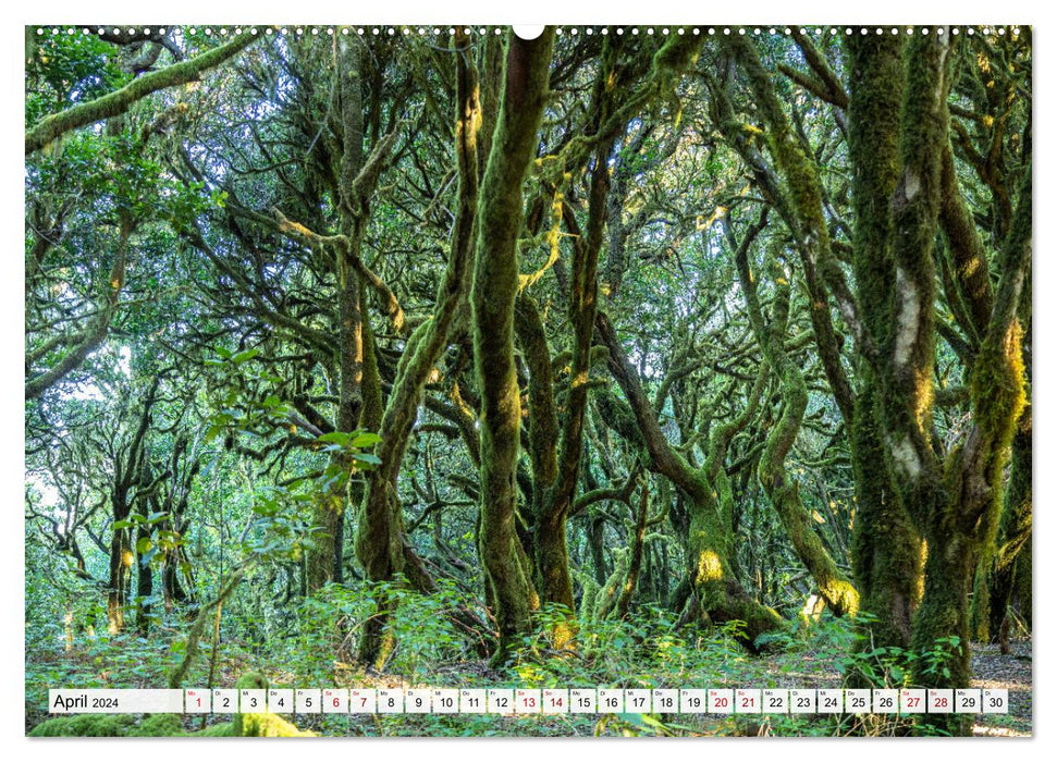 Traumhafte Wälder (CALVENDO Premium Wandkalender 2024)
