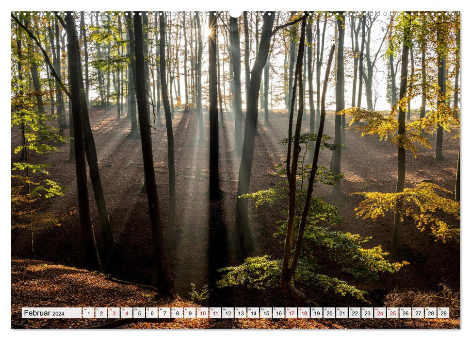 Traumhafte Wälder (CALVENDO Wandkalender 2024)