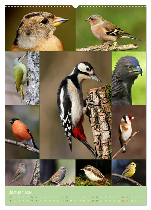Alles für die Vögel (CALVENDO Wandkalender 2024)
