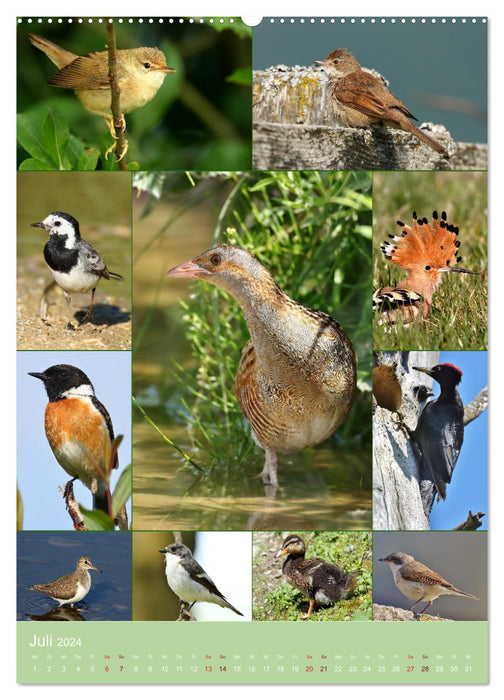 Alles für die Vögel (CALVENDO Premium Wandkalender 2024)