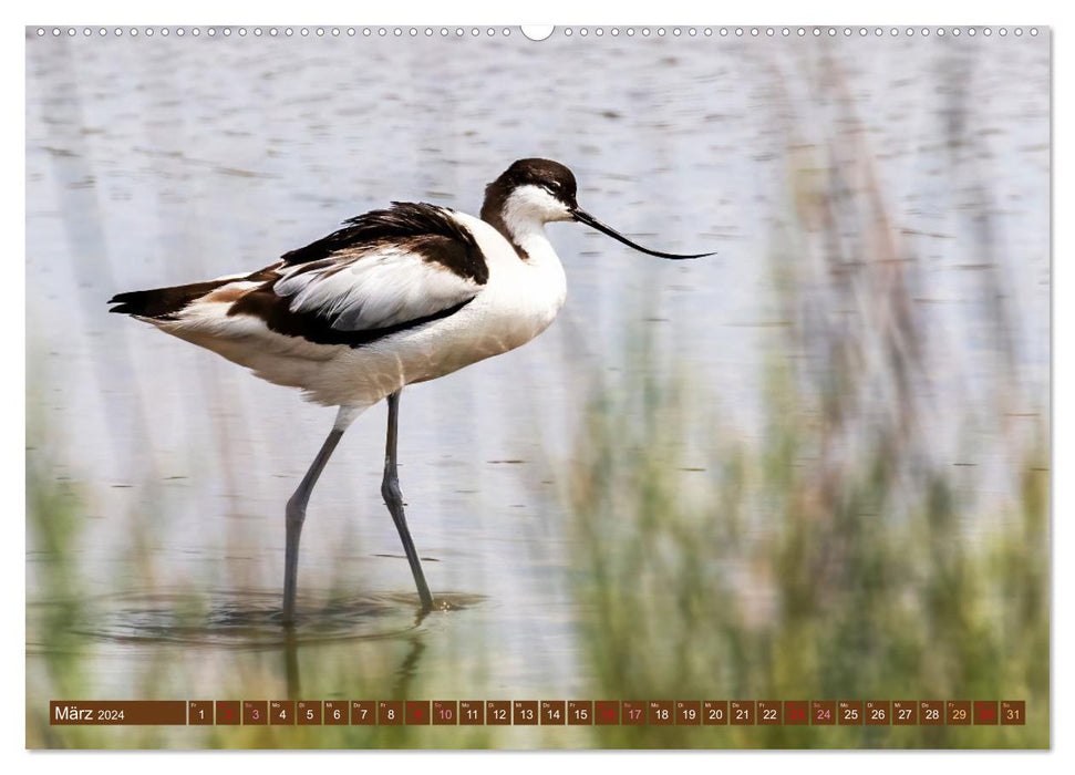 Die Vogelwelt der Camargue (CALVENDO Wandkalender 2024)