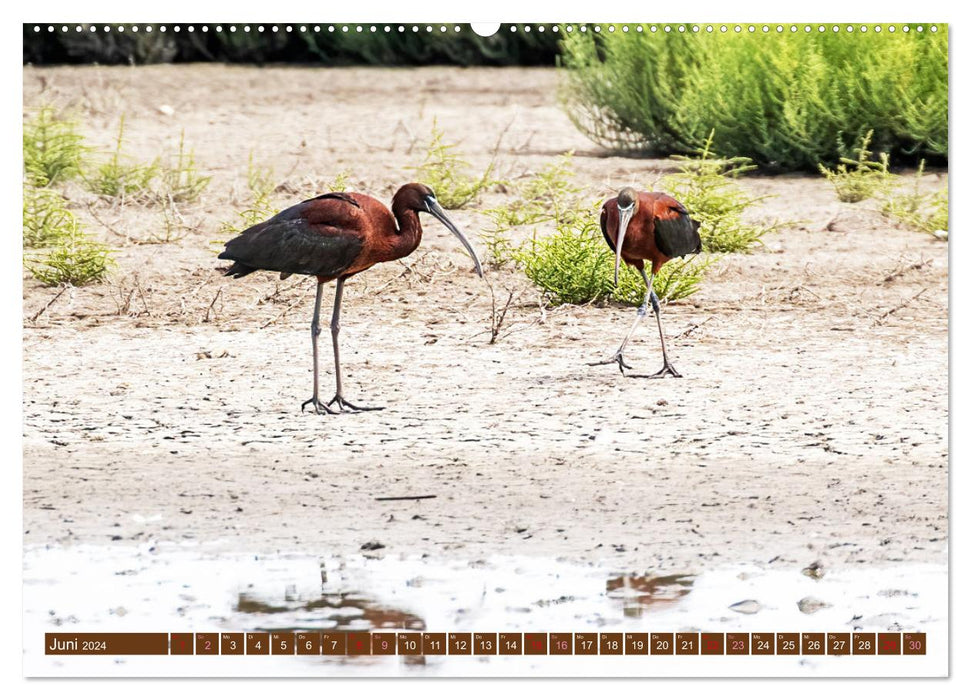 Die Vogelwelt der Camargue (CALVENDO Wandkalender 2024)