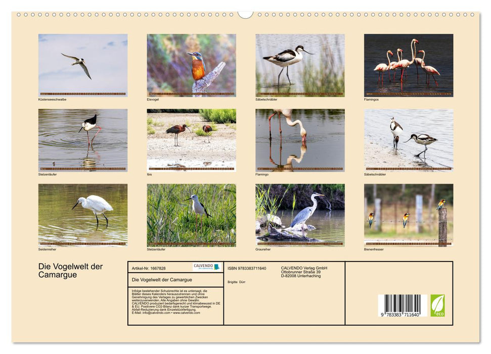 Die Vogelwelt der Camargue (CALVENDO Premium Wandkalender 2024)