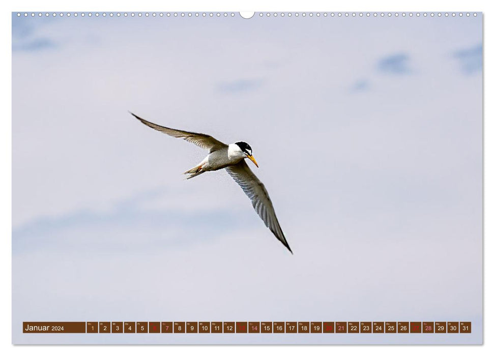 Die Vogelwelt der Camargue (CALVENDO Premium Wandkalender 2024)