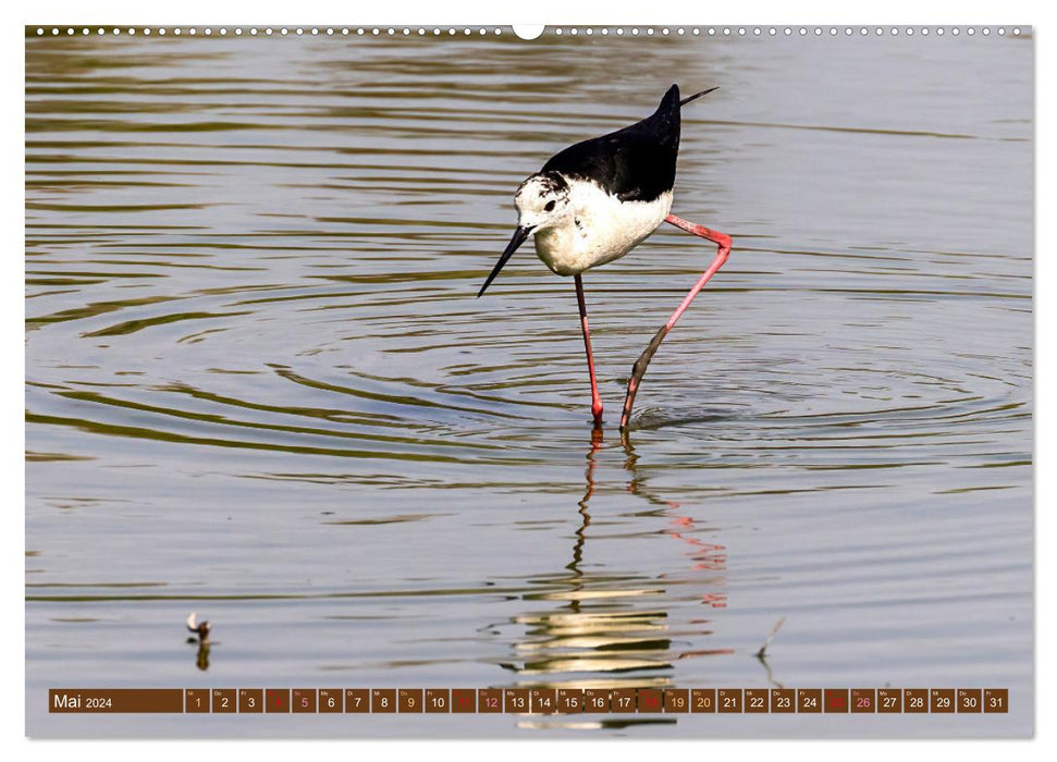 Die Vogelwelt der Camargue (CALVENDO Premium Wandkalender 2024)