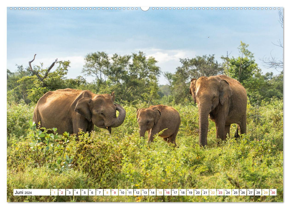 Wildes Sri Lanka (CALVENDO Premium Wandkalender 2024)