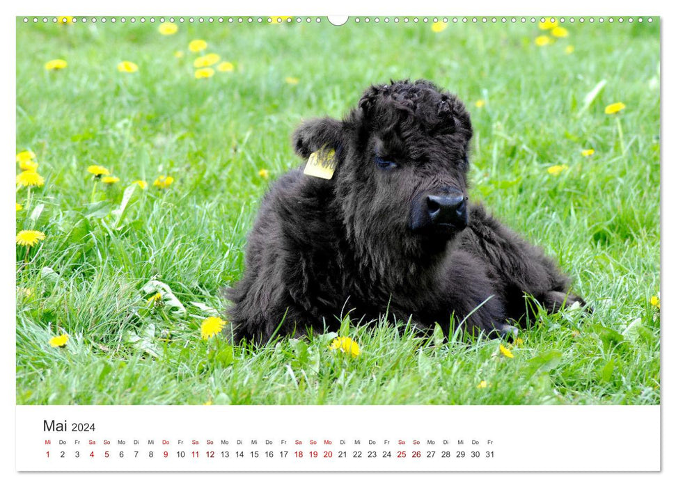 Veaux - Petits briseurs de cœur dans les prés (Calendrier mural CALVENDO 2024) 