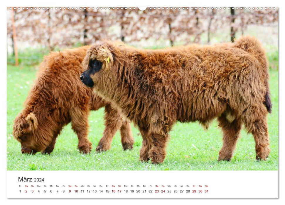 Veaux - Petits briseurs de cœur dans les prés (Calendrier mural CALVENDO Premium 2024) 