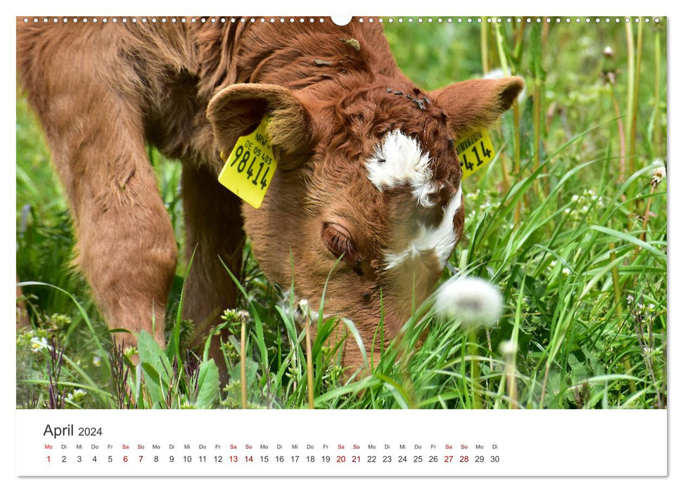 Kälber - Kleine Herzensbrecher auf den Wiesen (CALVENDO Premium Wandkalender 2024)