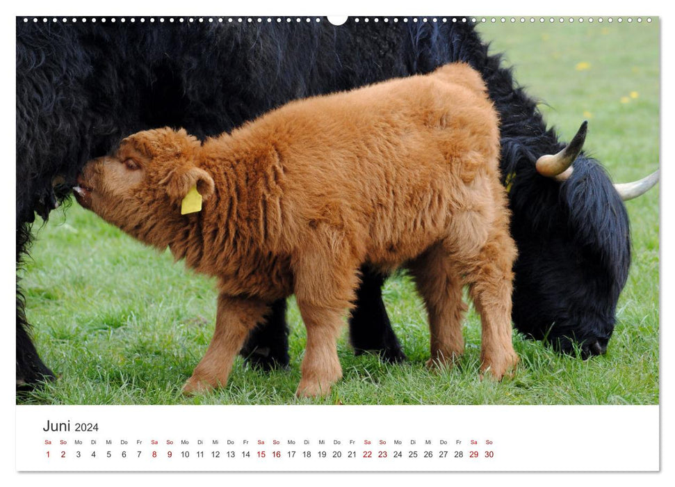 Veaux - Petits briseurs de cœur dans les prés (Calendrier mural CALVENDO Premium 2024) 