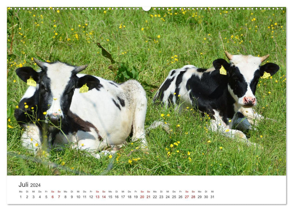 Kälber - Kleine Herzensbrecher auf den Wiesen (CALVENDO Premium Wandkalender 2024)