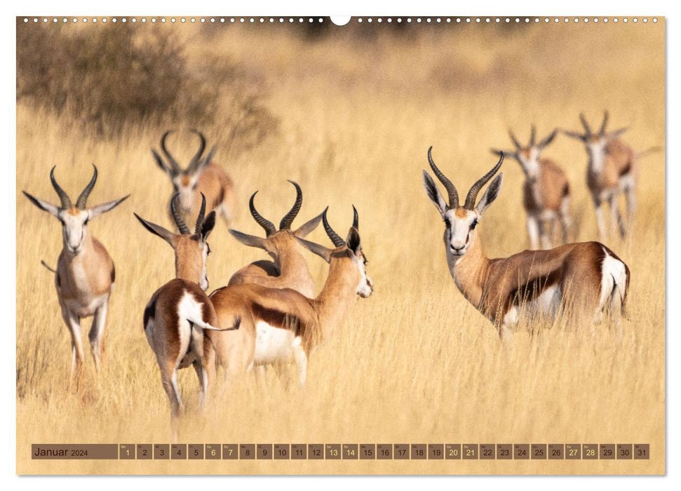 Wildlife Namibia - Etosha und Kalahari (CALVENDO Wandkalender 2024)