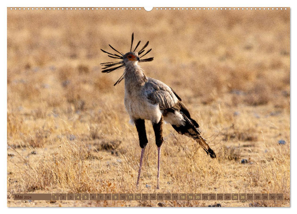 Wildlife Namibia - Etosha und Kalahari (CALVENDO Wandkalender 2024)