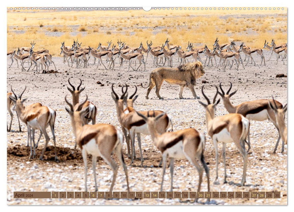 Wildlife Namibie – Etosha et Kalahari (Calvendo Premium Wall Calendar 2024) 
