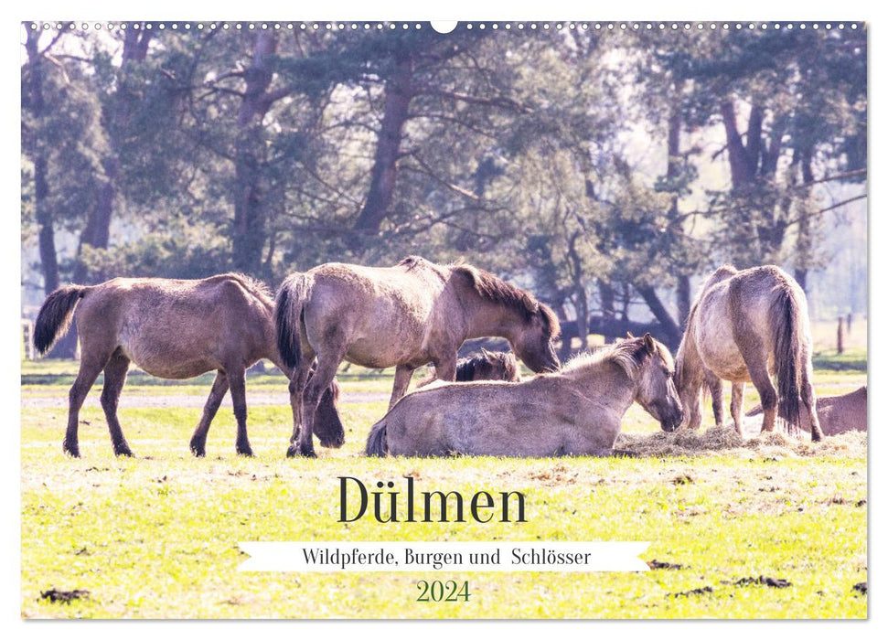 Dülmen - Wildpferde, Burgen und Schlösser (CALVENDO Wandkalender 2024)