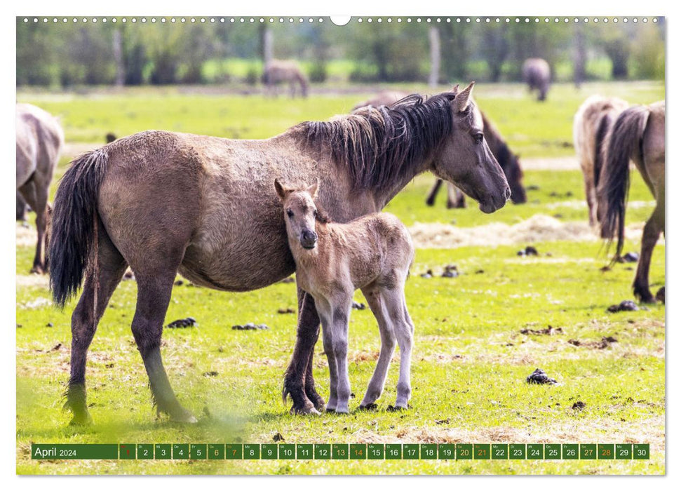 Dülmen - Wildpferde, Burgen und Schlösser (CALVENDO Wandkalender 2024)