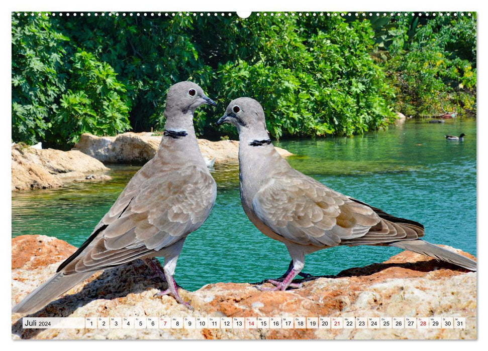 Qui roucoule ? (Calendrier mural CALVENDO Premium 2024) 