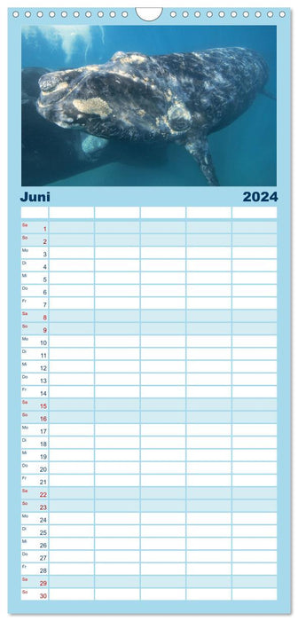 Wale: Giganten der Meere (CALVENDO Familienplaner 2024)