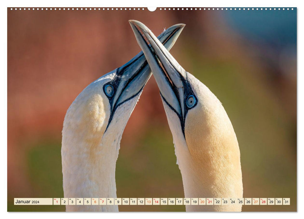 Unsere Vogelvielfalt: Ein Schatz zum Entdecken und Schützen (CALVENDO Wandkalender 2024)