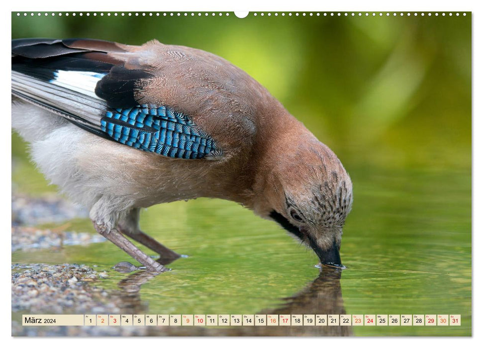 Unsere Vogelvielfalt: Ein Schatz zum Entdecken und Schützen (CALVENDO Wandkalender 2024)