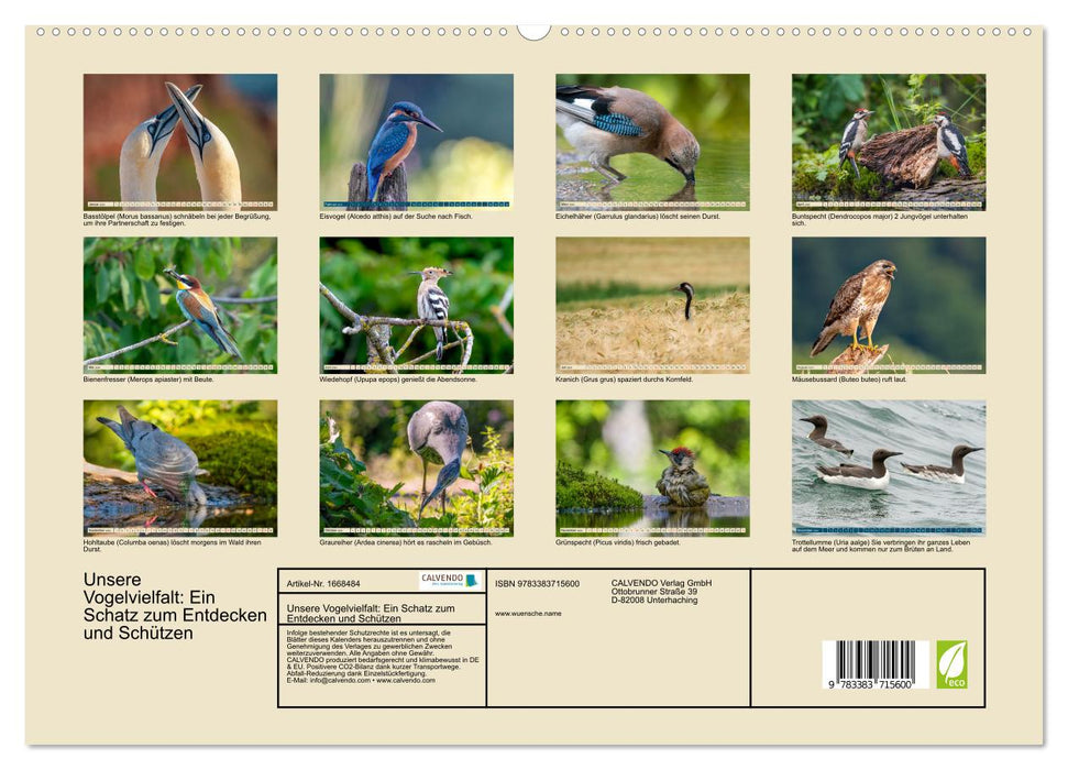 Unsere Vogelvielfalt: Ein Schatz zum Entdecken und Schützen (CALVENDO Premium Wandkalender 2024)