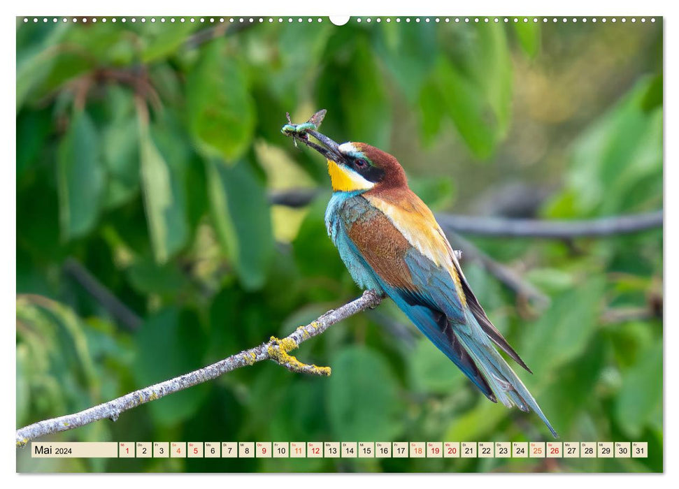 Unsere Vogelvielfalt: Ein Schatz zum Entdecken und Schützen (CALVENDO Premium Wandkalender 2024)