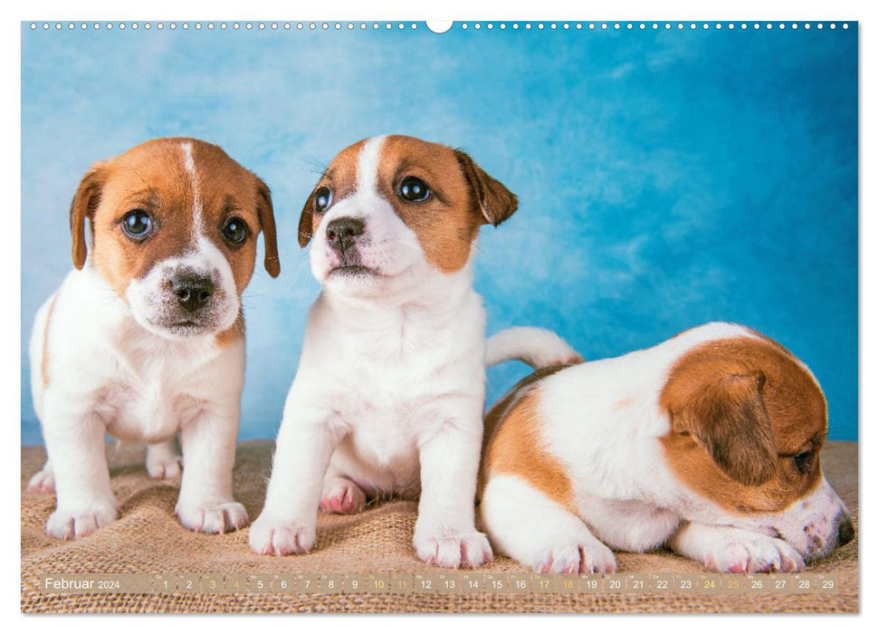 Jack Russell Terrier: flink und verspielt (CALVENDO Wandkalender 2024)