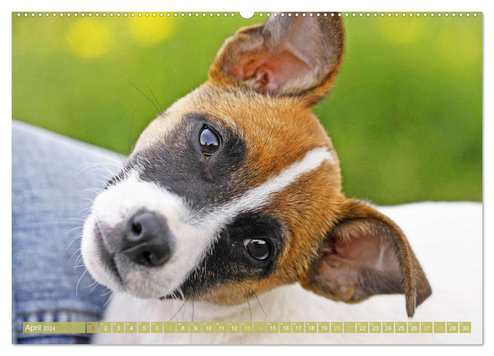Jack Russell Terrier: flink und verspielt (CALVENDO Wandkalender 2024)