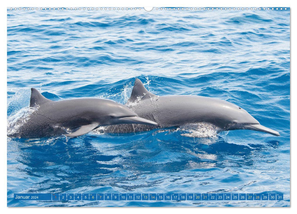 Delfine: Elegante Wellenreiter (CALVENDO Wandkalender 2024)