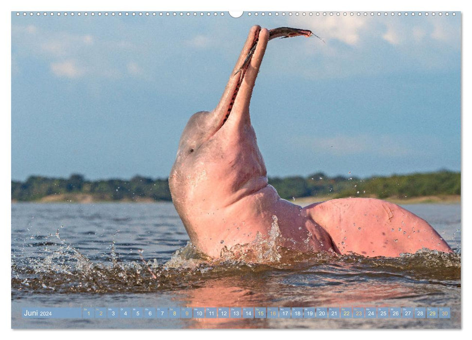 Delfine: Elegante Wellenreiter (CALVENDO Wandkalender 2024)