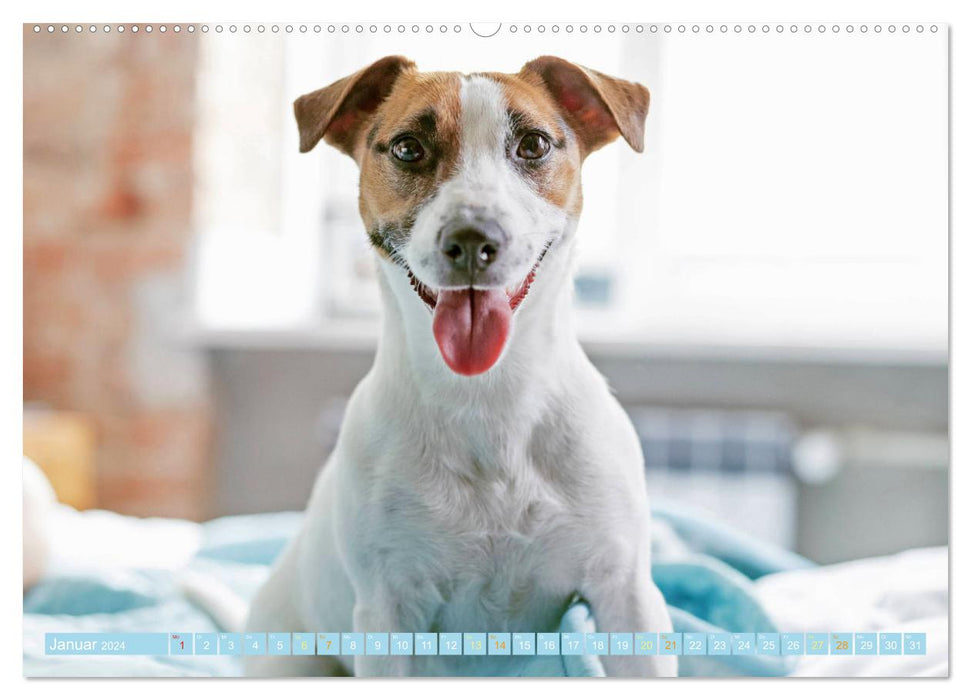 Jack Russell Terrier: flink und verspielt (CALVENDO Premium Wandkalender 2024)