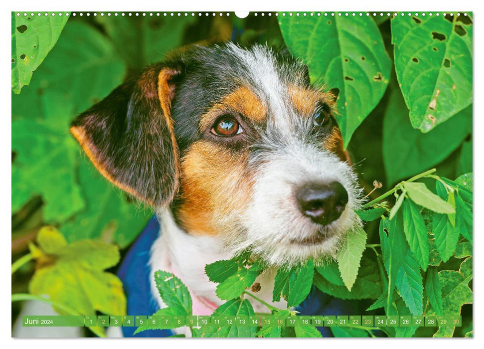 Jack Russell Terrier : agile et joueur (Calendrier mural CALVENDO Premium 2024) 