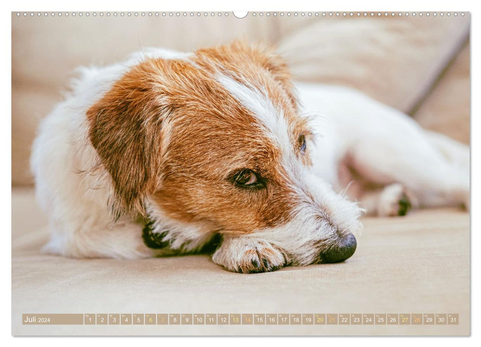 Jack Russell Terrier : agile et joueur (Calendrier mural CALVENDO Premium 2024) 