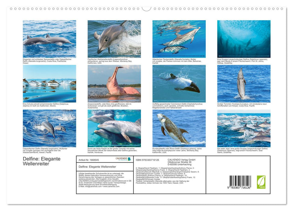 Dauphins : Surfeurs élégants (Calendrier mural CALVENDO Premium 2024) 