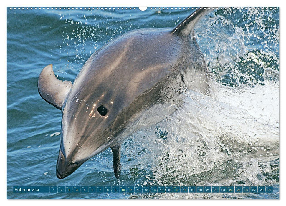 Dauphins : Surfeurs élégants (Calendrier mural CALVENDO Premium 2024) 