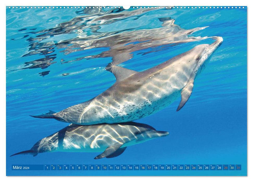 Dauphins : Surfeurs élégants (Calendrier mural CALVENDO Premium 2024) 