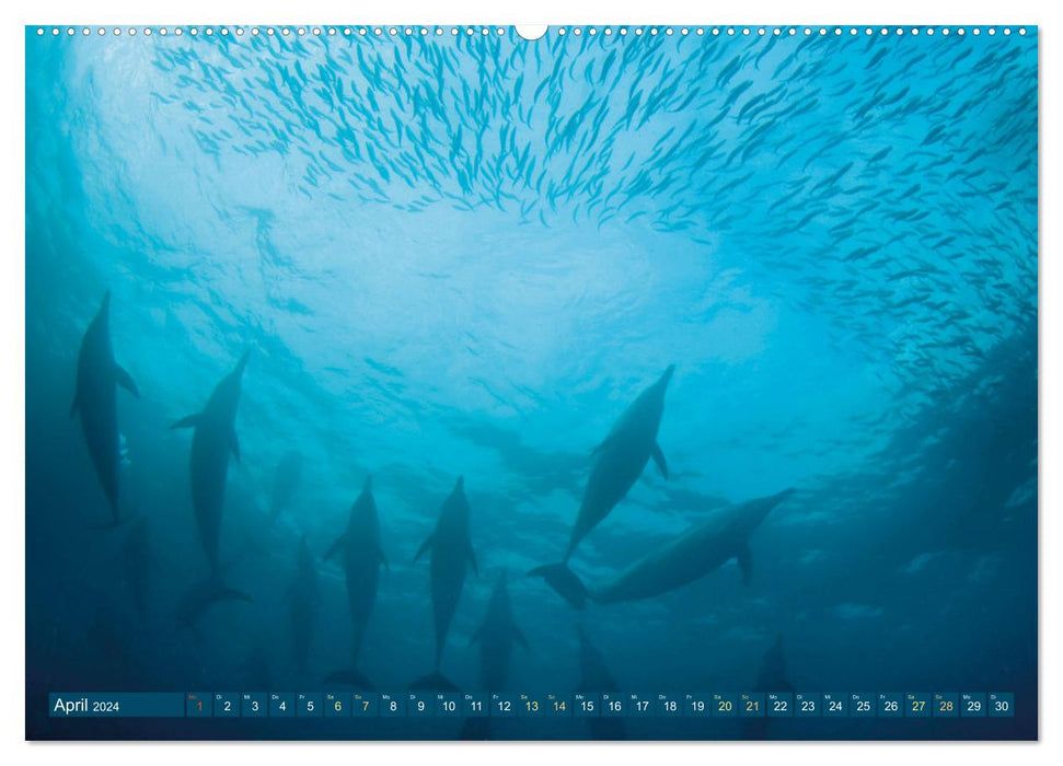 Dauphins : Surfeurs élégants (Calendrier mural CALVENDO Premium 2024) 