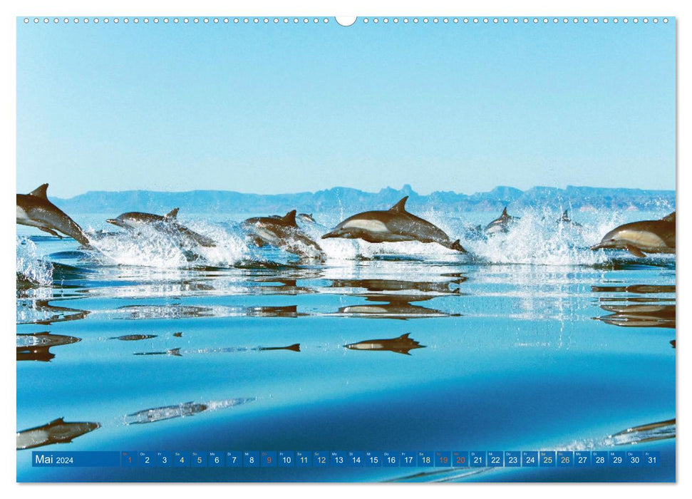 Dauphins : Surfeurs élégants (Calendrier mural CALVENDO Premium 2024) 