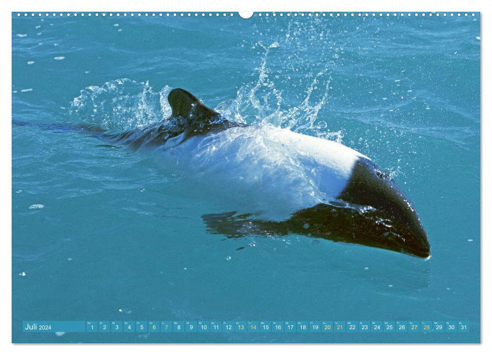 Dauphins : Surfeurs élégants (Calendrier mural CALVENDO Premium 2024) 