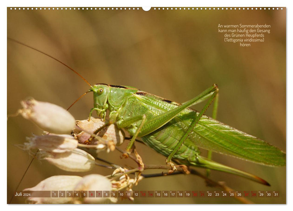 Frankens Insekten (CALVENDO Premium Wandkalender 2024)