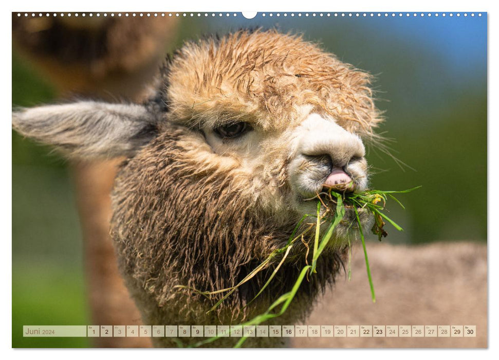 Alpakas im Portrait (CALVENDO Wandkalender 2024)