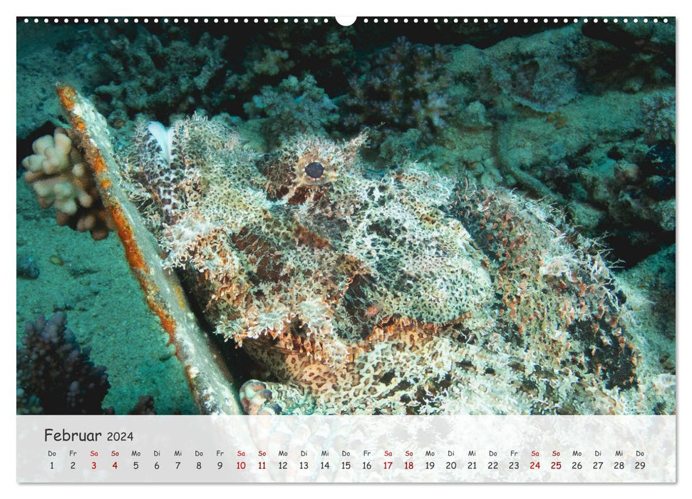 Faszination Meer und Fische (CALVENDO Wandkalender 2024)