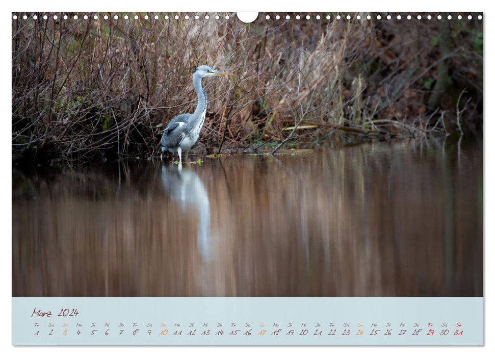 Schönheiten des Waldes (CALVENDO Wandkalender 2024)