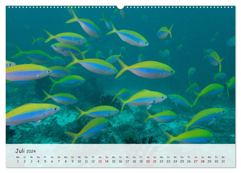 Faszination Meer und Fische (CALVENDO Premium Wandkalender 2024)