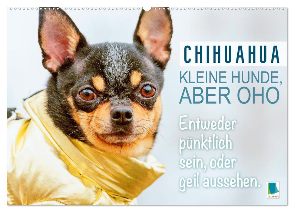 Chihuahua: Kleine Hunde, aber oho (CALVENDO Wandkalender 2024)