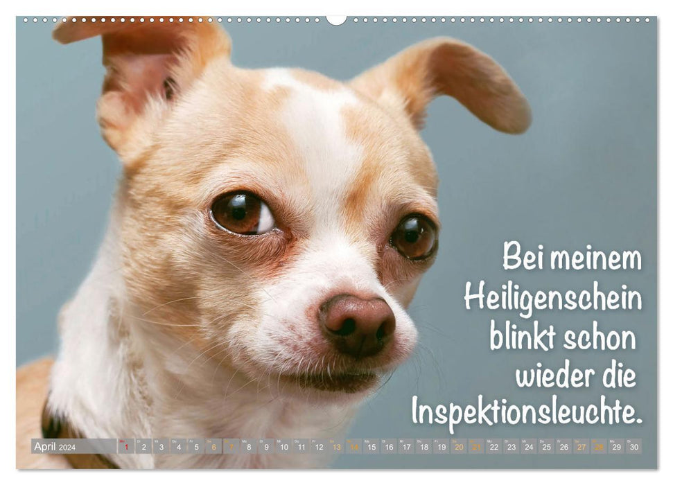 Chihuahua: Kleine Hunde, aber oho (CALVENDO Wandkalender 2024)