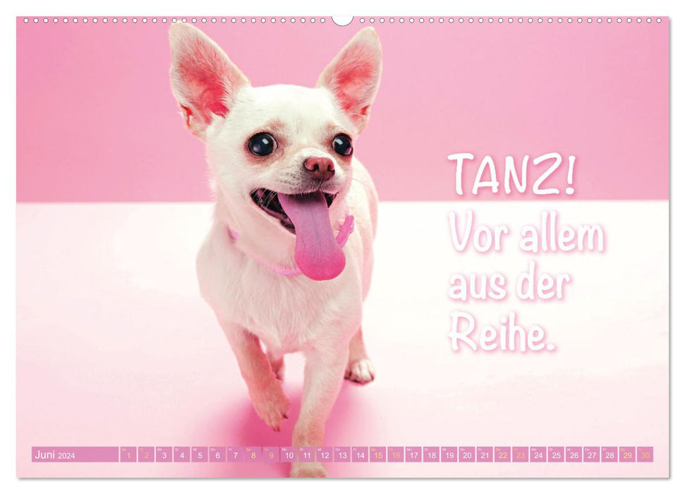 Chihuahua: Kleine Hunde, aber oho (CALVENDO Wandkalender 2024)