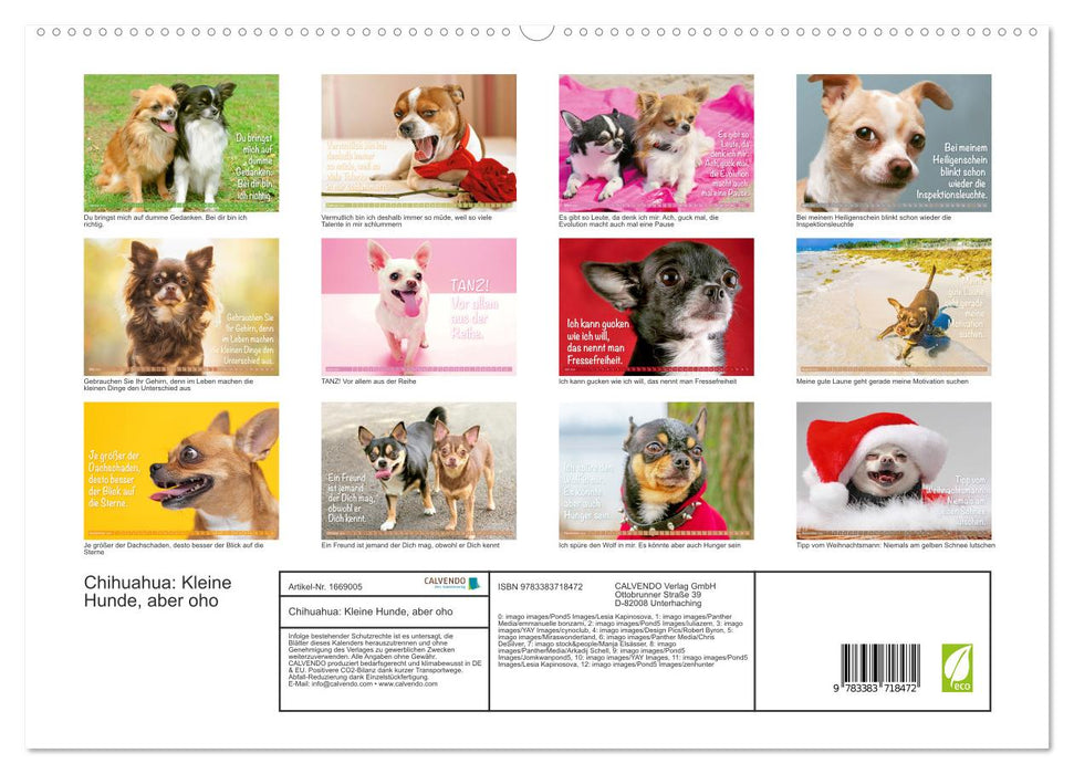 Chihuahua: Kleine Hunde, aber oho (CALVENDO Premium Wandkalender 2024)