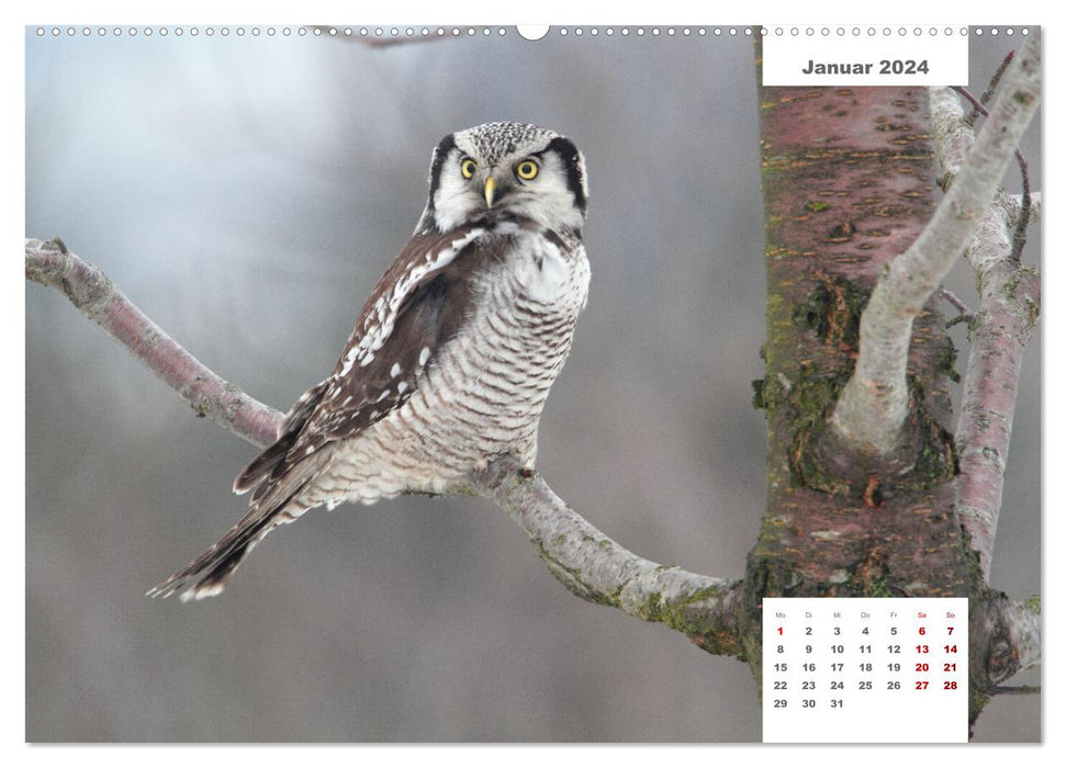 Zwei Tierfotografen Zwölf Highlights (CALVENDO Premium Wandkalender 2024)