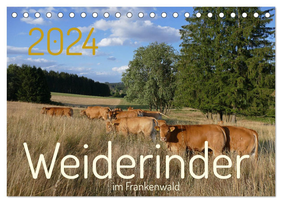 Weiderinder im Frankenwald (CALVENDO Wandkalender 2024)